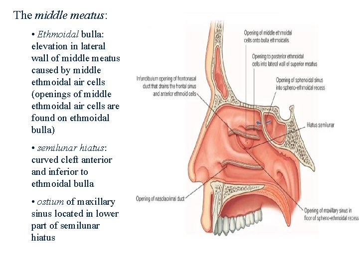 The middle meatus: • Ethmoidal bulla: elevation in lateral wall of middle meatus caused