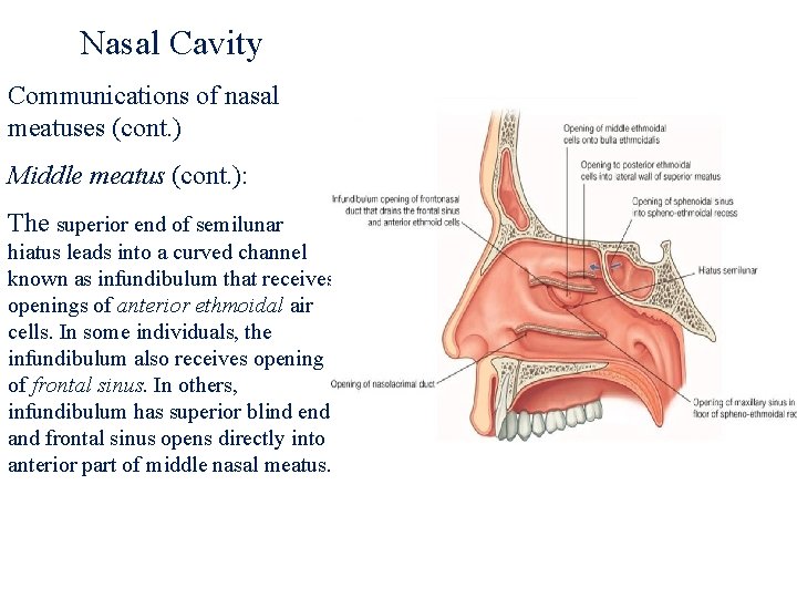 Nasal Cavity Communications of nasal meatuses (cont. ) Middle meatus (cont. ): The superior