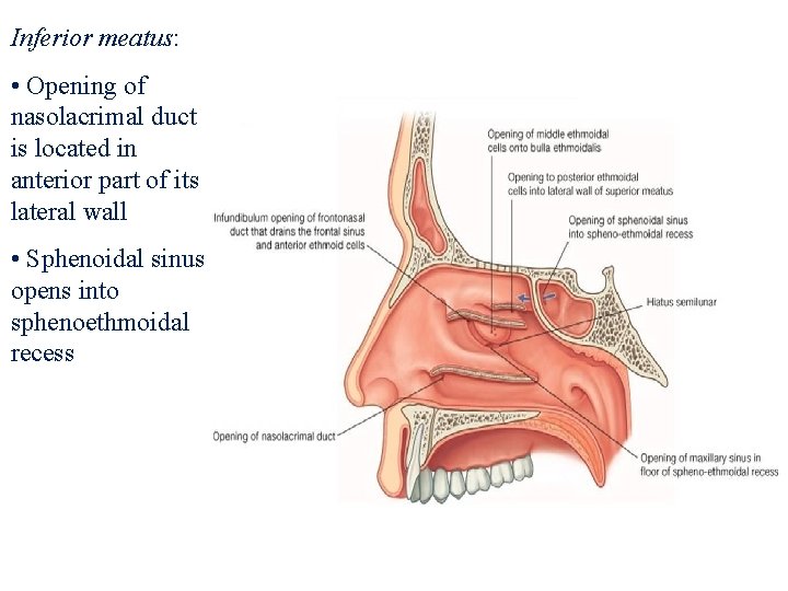 Inferior meatus: • Opening of nasolacrimal duct is located in anterior part of its
