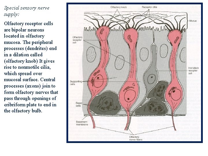 Special sensory nerve supply: Olfactory receptor cells are bipolar neurons located in olfactory mucosa.