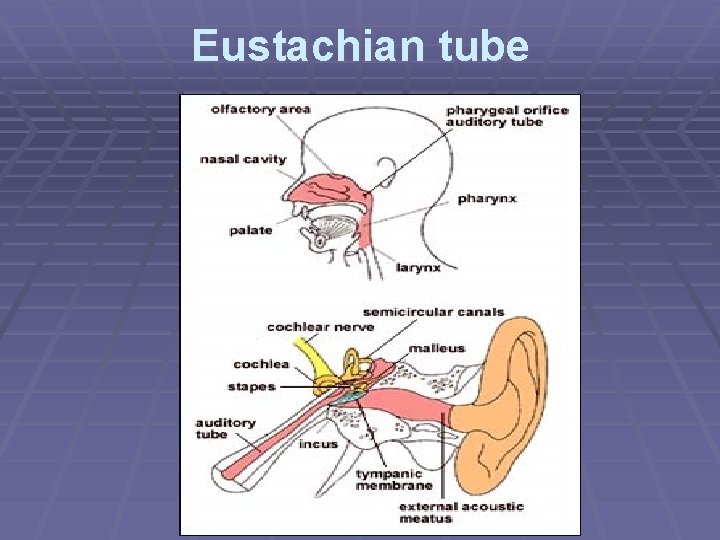Eustachian tube 