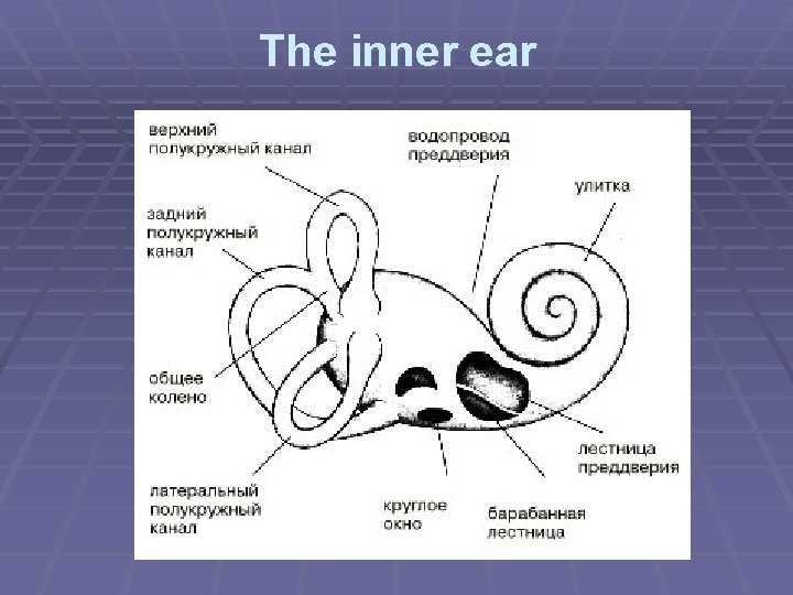 The inner ear 