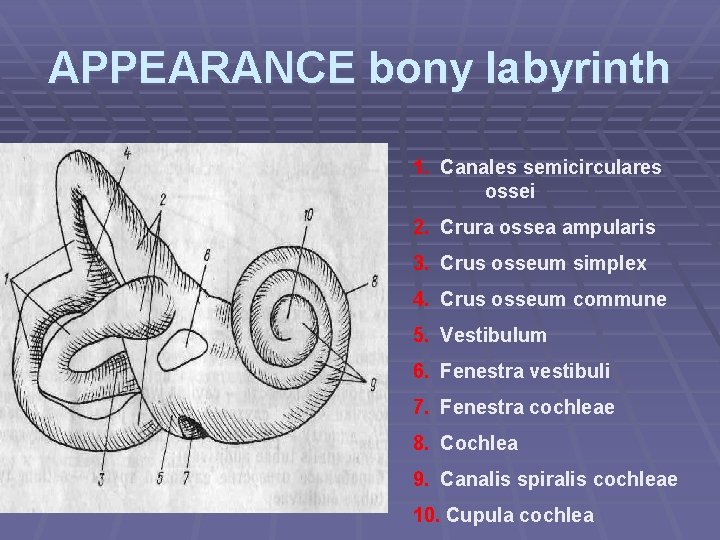 APPEARANCE bony labyrinth 1. Canales semicirculares ossei 2. Crura ossea ampularis 3. Crus osseum