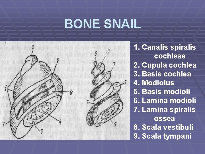BONE SNAIL 1. Сanalis spiralis cochleae 2. Cupula cochlea 3. Basis cochlea 4. Modiolus
