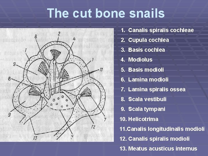 The cut bone snails 1. Сanalis spiralis cochleae 2. Cupula cochlea 3. Basis cochlea