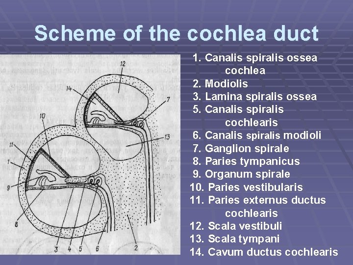 Scheme of the cochlea duct 1. Canalis spiralis ossea cochlea 2. Modiolis 3. Lamina