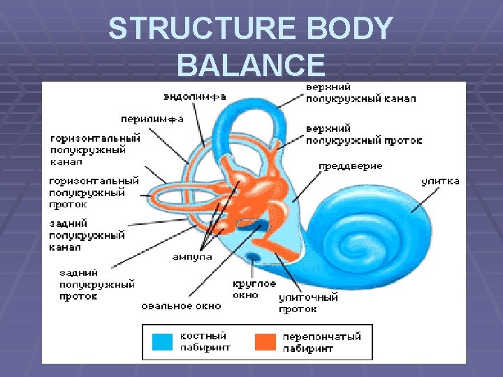 STRUCTURE BODY BALANCE 