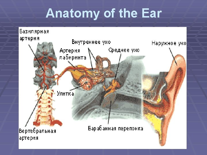 Anatomy of the Ear 