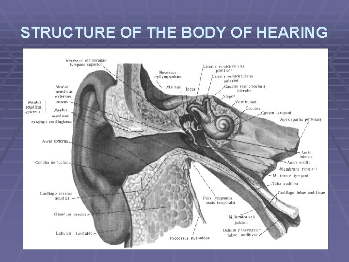 STRUCTURE OF THE BODY OF HEARING 