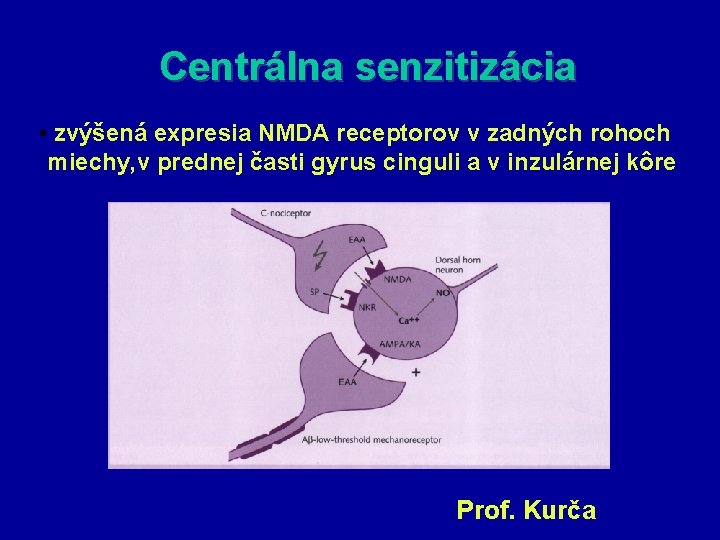 Centrálna senzitizácia • zvýšená expresia NMDA receptorov v zadných rohoch miechy, v prednej časti