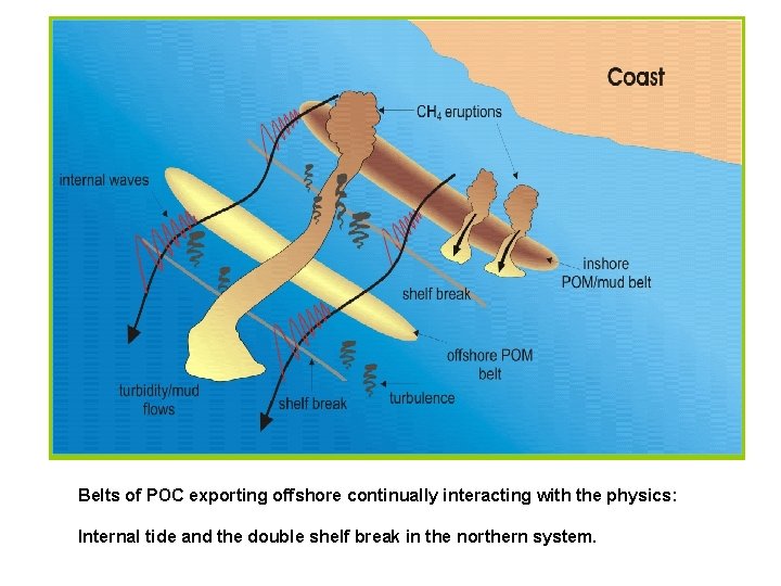 Belts of POC exporting offshore continually interacting with the physics: Internal tide and the