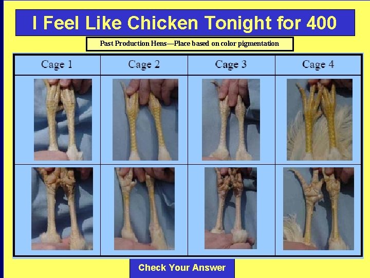 I Feel Like Chicken Tonight for 400 Past Production Hens—Place based on color pigmentation