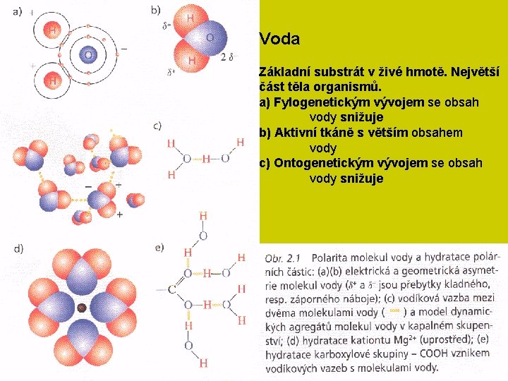 Voda Základní substrát v živé hmotě. Největší část těla organismů. a) Fylogenetickým vývojem se