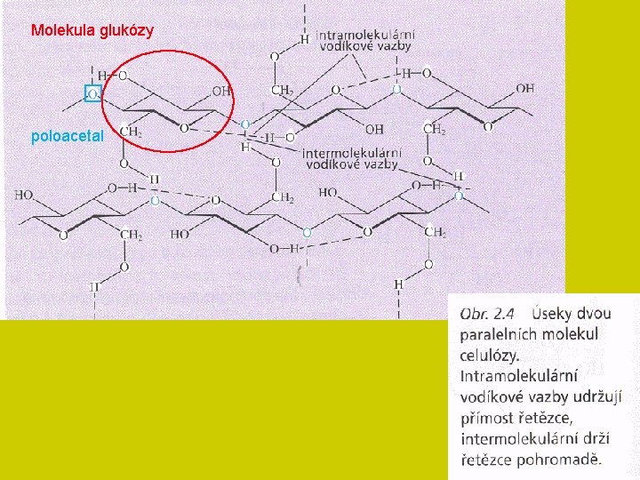 Molekula glukózy poloacetal 