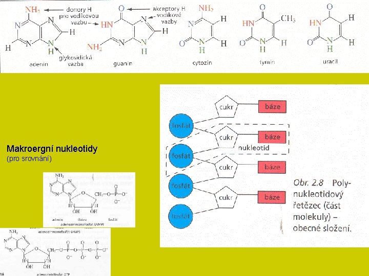 Makroergní nukleotidy (pro srovnání) 