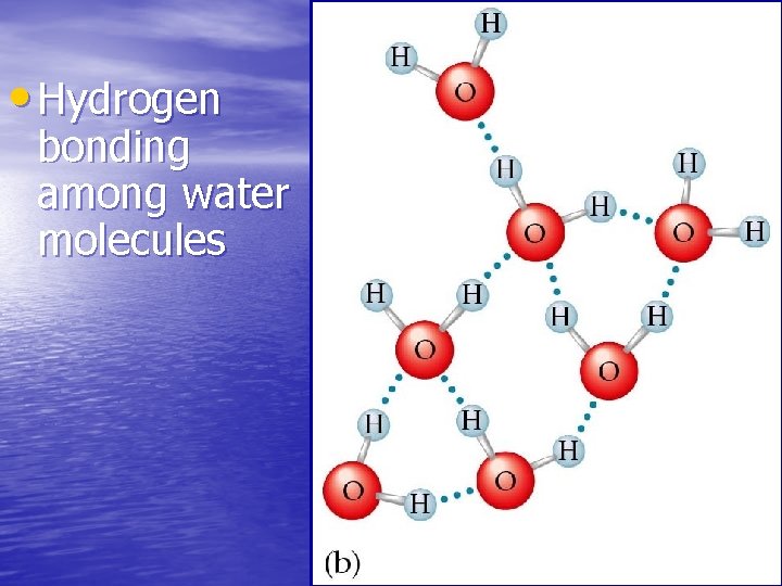  • Hydrogen bonding among water molecules 
