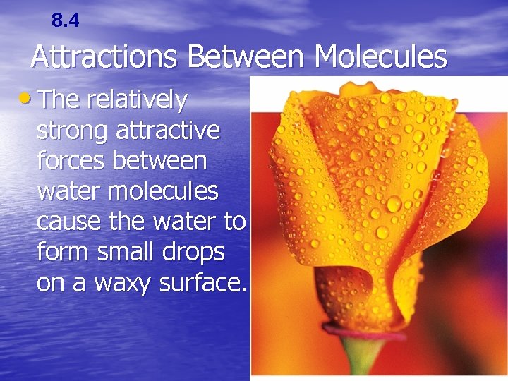 8. 4 Attractions Between Molecules • The relatively strong attractive forces between water molecules