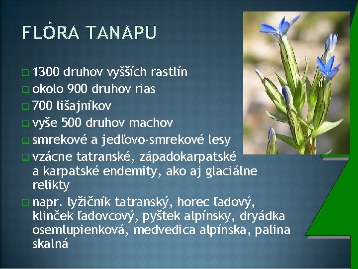 FLÓRA TANAPU q 1300 druhov vyšších rastlín q okolo 900 druhov rias q 700
