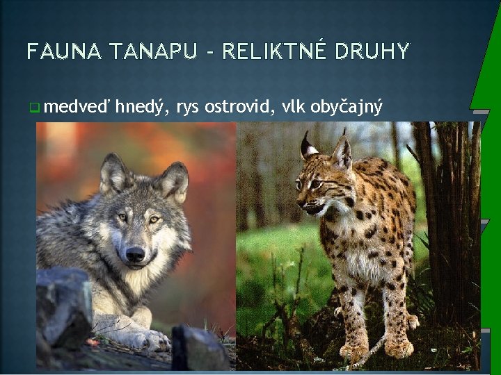 FAUNA TANAPU - RELIKTNÉ DRUHY q medveď hnedý, rys ostrovid, vlk obyčajný 