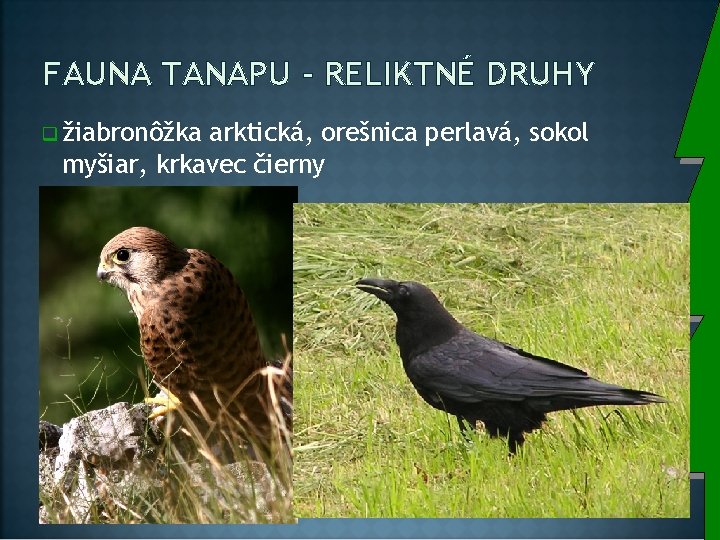 FAUNA TANAPU - RELIKTNÉ DRUHY q žiabronôžka arktická, orešnica perlavá, sokol myšiar, krkavec čierny