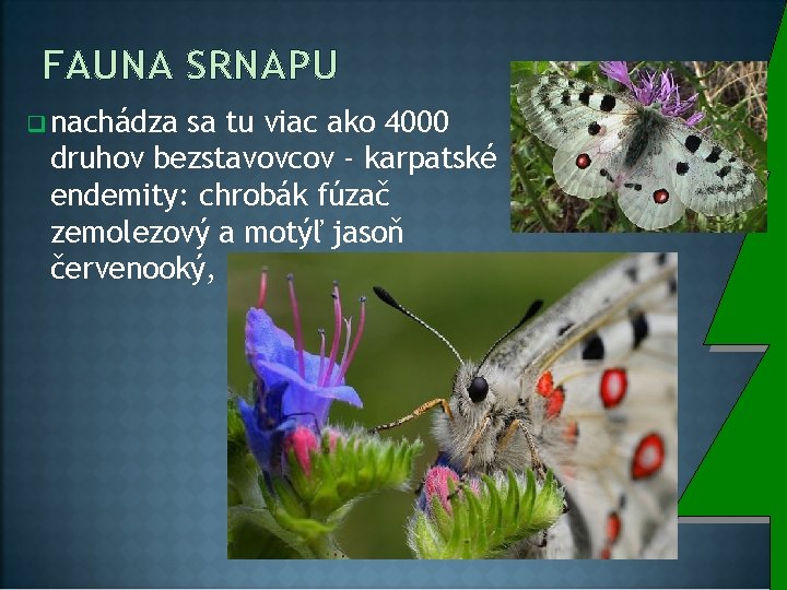 FAUNA SRNAPU q nachádza sa tu viac ako 4000 druhov bezstavovcov - karpatské endemity: