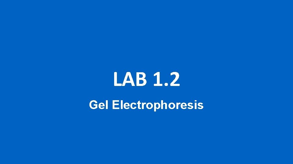 LAB 1. 2 Gel Electrophoresis LAB 1. 2 Gel Electrophoresis