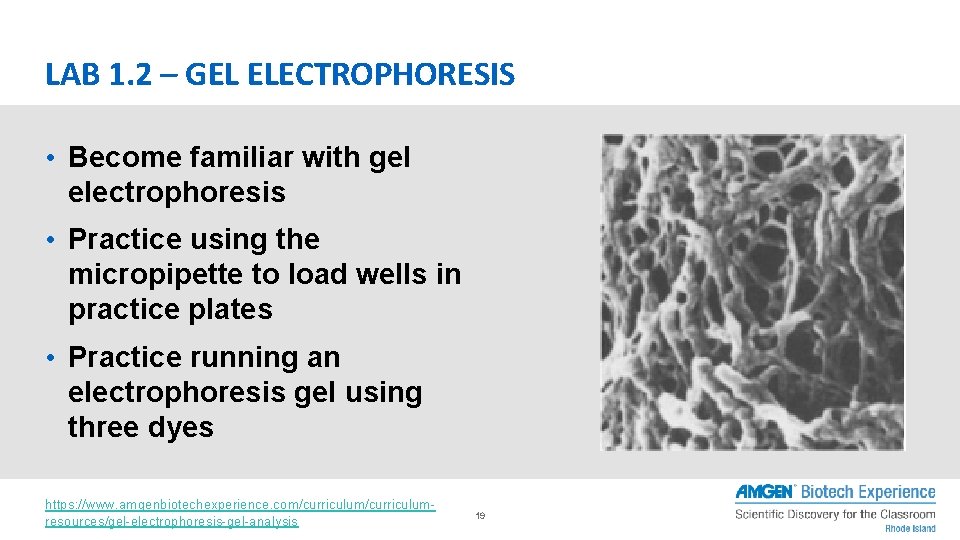 LAB 1. 2 – GEL ELECTROPHORESIS • Become familiar with gel electrophoresis • Practice LAB 1. 2 – GEL ELECTROPHORESIS • Become familiar with gel electrophoresis • Practice
