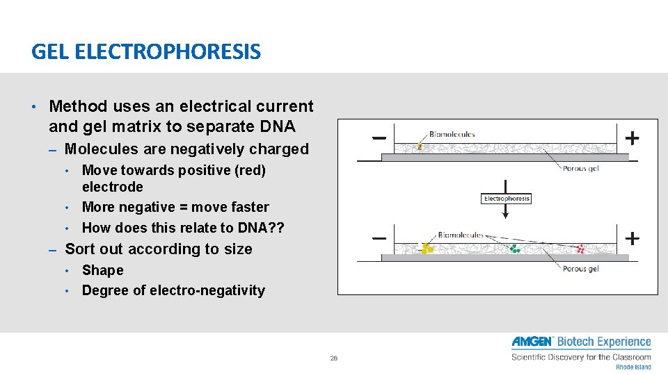 GEL ELECTROPHORESIS • Method uses an electrical current and gel matrix to separate DNA