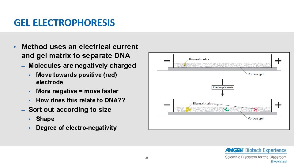 GEL ELECTROPHORESIS • Method uses an electrical current and gel matrix to separate DNA GEL ELECTROPHORESIS • Method uses an electrical current and gel matrix to separate DNA