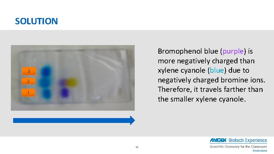 SOLUTION Bromophenol blue (purple) is more negatively charged than xylene cyanole (blue) due to SOLUTION Bromophenol blue (purple) is more negatively charged than xylene cyanole (blue) due to