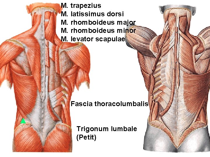 M. trapezius M. latissimus dorsi M. rhomboideus major M. rhomboideus minor M. levator scapulae