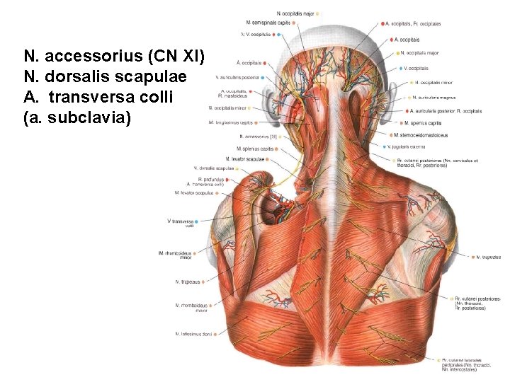 N. accessorius (CN XI) N. dorsalis scapulae A. transversa colli (a. subclavia) 