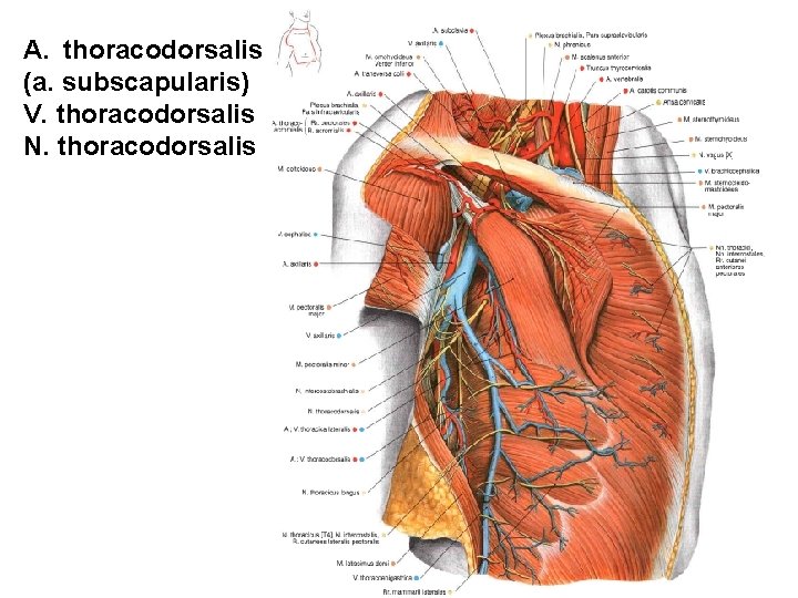 A. thoracodorsalis (a. subscapularis) V. thoracodorsalis N. thoracodorsalis 