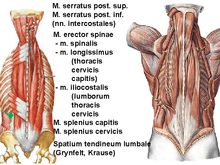 M. serratus post. sup. M. serratus post. inf. (nn. intercostales) M. erector spinae -