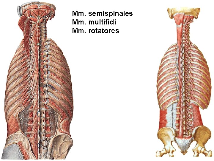 Mm. semispinales Mm. multifidi Mm. rotatores 