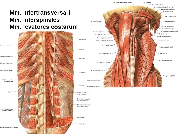 Mm. intertransversarii Mm. interspinales Mm. levatores costarum 