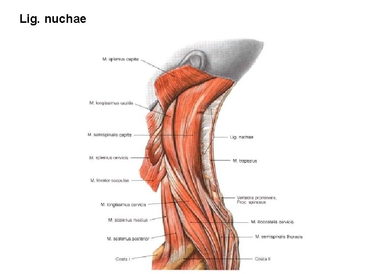 Lig. nuchae 