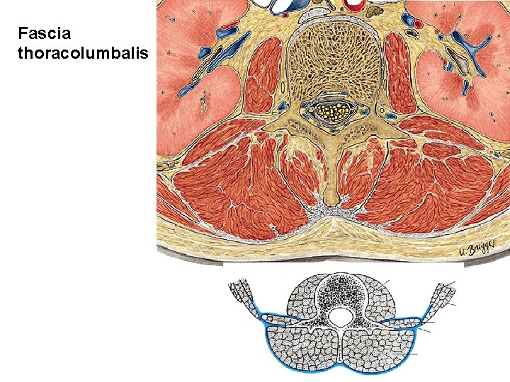 Fascia thoracolumbalis 