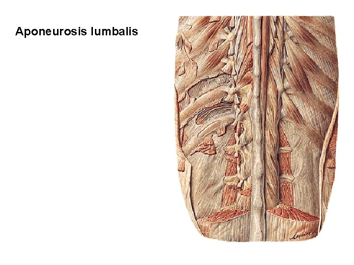 Aponeurosis lumbalis 