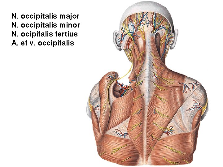 N. occipitalis major N. occipitalis minor N. ocipitalis tertius A. et v. occipitalis 