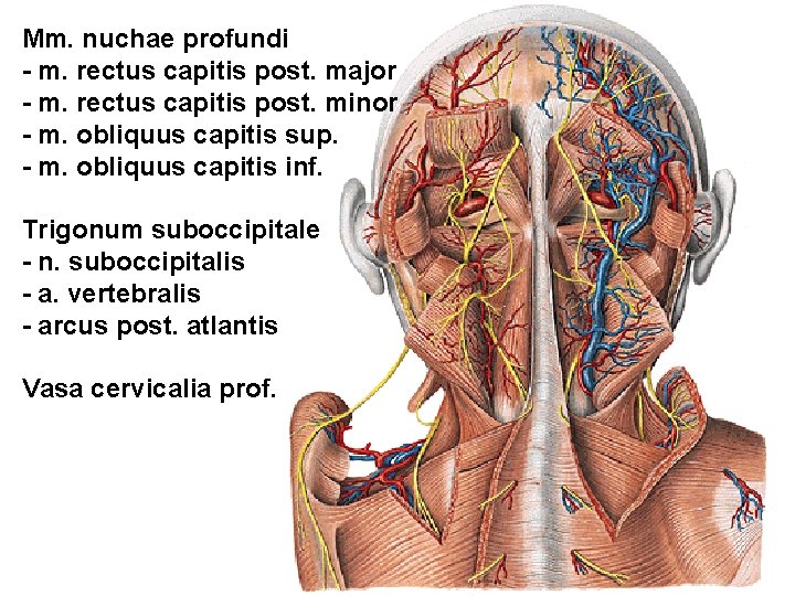 Mm. nuchae profundi - m. rectus capitis post. major - m. rectus capitis post.