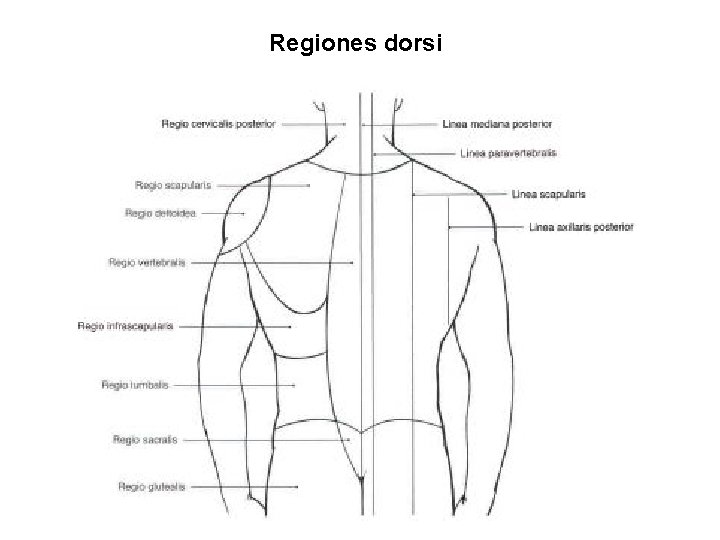 Regiones dorsi 