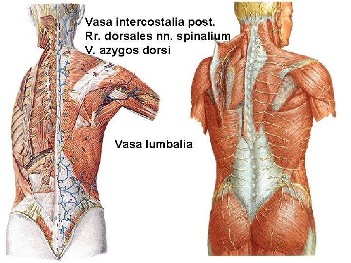 Vasa intercostalia post. Rr. dorsales nn. spinalium V. azygos dorsi Vasa lumbalia 