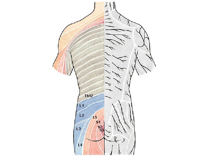 Th 12 L 1 L 2 L 3 L 4 L 5 S 1