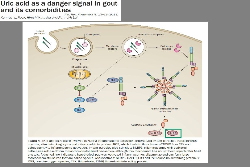 Pathogenezis 