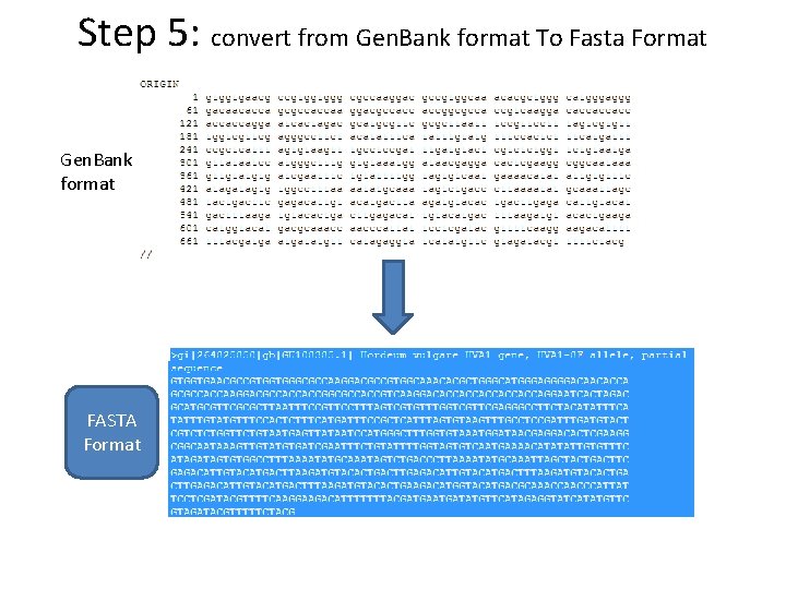 Step 5: convert from Gen. Bank format To Fasta Format Gen. Bank format FASTA