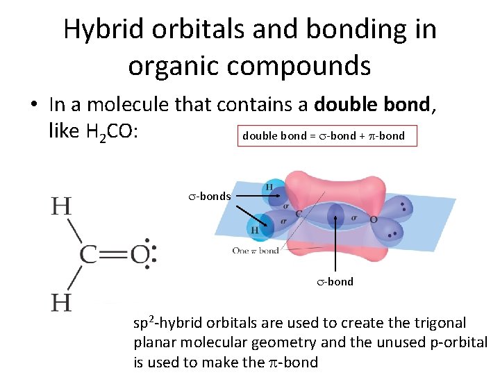 Hybrid orbitals and bonding in organic compounds • In a molecule that contains a