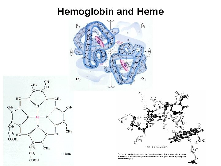 Hemoglobin and Heme 