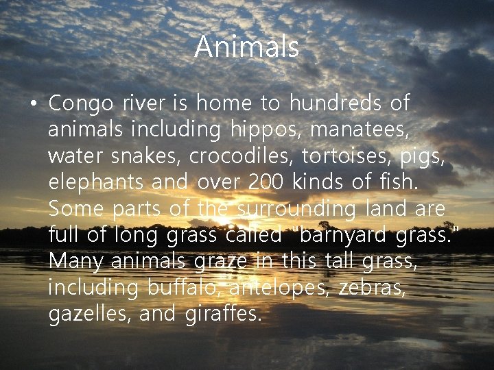 Animals • Congo river is home to hundreds of animals including hippos, manatees, water