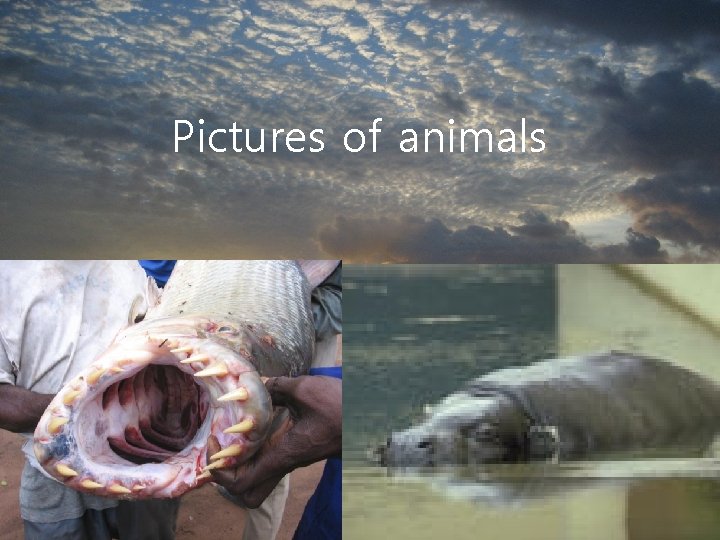 Pictures of animals 